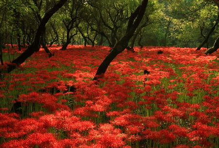 Red Carpet - flowers, trees, carpet, beautiful, red, green, field