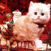 cute christmas cat