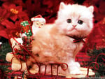 cute christmas cat