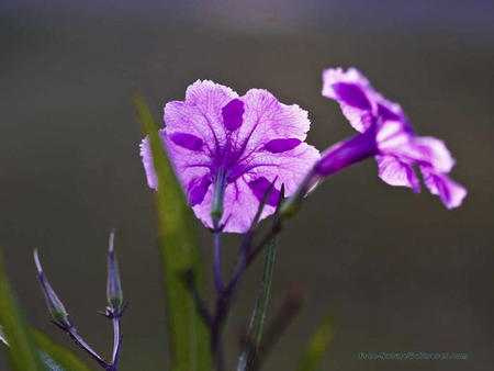 RUELLIA FLOWERS IN THE MORNING SUN - flower, purple, pretty, plant