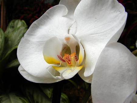 BEAUTIFUL ORCHID - lovely, orchid, flower, beauty