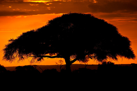 my-african - silhoute, sunset, nature, africa, tree