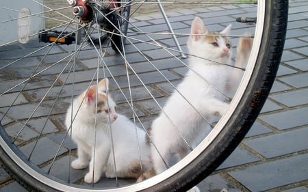 I'll Keep Watch You Let The Air Out - cycle, wheel, kittens, spokes