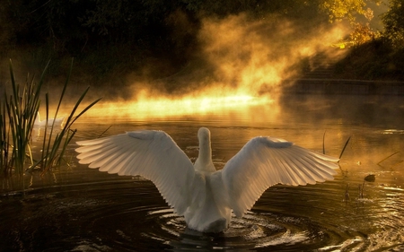 Swan Lake - lake, animals, beautiful, swan