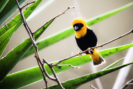 orange_bishop - nice, orange, animal, color, bird