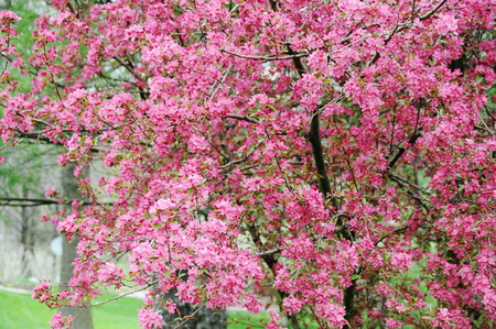 CRABAPPLE BLOSSOM - Flowers & Nature Background Wallpapers on Desktop ...