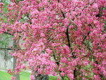 CRABAPPLE BLOSSOM