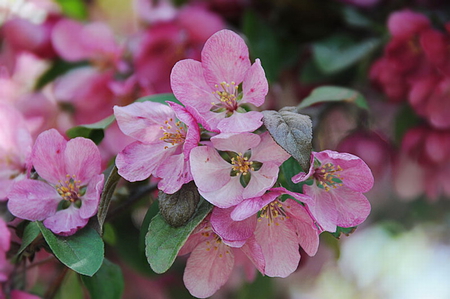 CRABAPPLE BLOSSOM - flowers, pink, pretty, plant