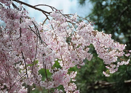 WEEPING CHERRY BLOSSOM - cherry, flowers, blossoms, pretty