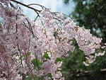 WEEPING CHERRY BLOSSOM