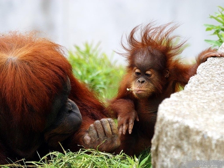 curious face - orang oetan, curious face, primates, wallpaper, animals