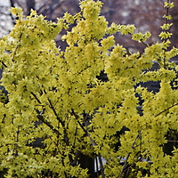 GOLDEN BELL TREE