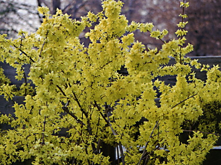 GOLDEN BELL TREE - flowers, tree, pretty, golden