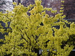 GOLDEN BELL TREE