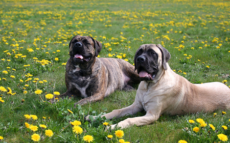 mastiffs