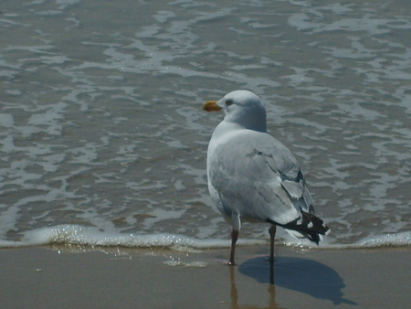 At Water's Edge - ocean, sand, beach, seagull