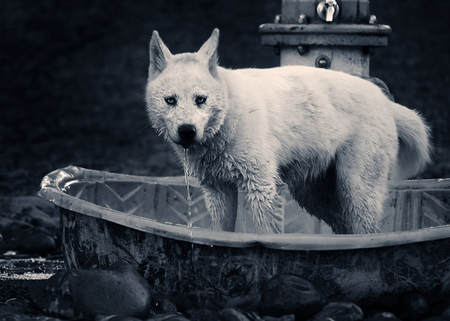 Dirty Wolf ? - lone wolf, beautiful, abstract, timber, wolf, wolves, dirty wolf, solitude, wolf pack, wild, howling, nature, grey, mythical, grey wolf, friendship, winter, wolf wallpaper, pack, spirit, howl, canine, lobo, majestic, canis lupus, dog, snow