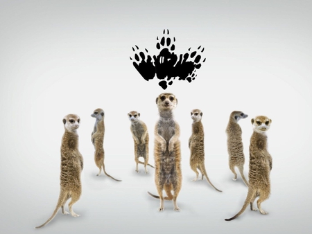 meerkatmanor the story begins - the story, fun animals, begins, wallpaper, manor, meerkat