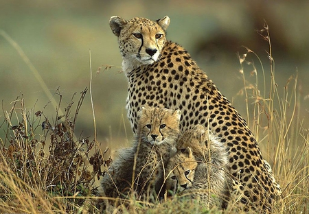 Cheetah Family - beautiful, cheetah, family, picture