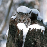 Cat in Broken Tree