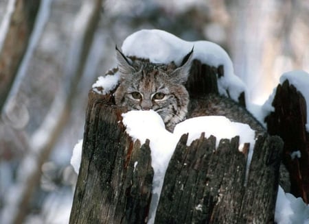 Cat in Broken Tree - winter, broken tree, picture, cool, cat