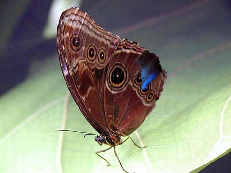 Butterfly on Leaf - beautiful, butterfly, on leaf, picture