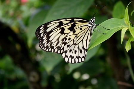 Black_and_White_Butterfly - butterfly, black-and-white, picture, cool