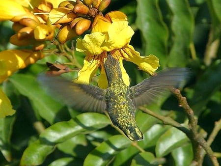 Hummingbird - flowers, picture, beautiful, flying, hummingbird