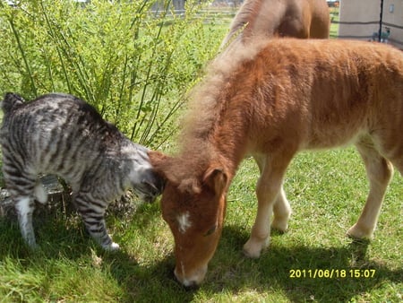 Best Friends - linkin, penny, miniature horse, manx cat