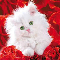 pretty kitty and red roses for my friend carmenmbonilla