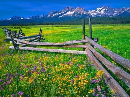 Rail fence - summer, fence, flowers, rail, nature, mountain, green, grass