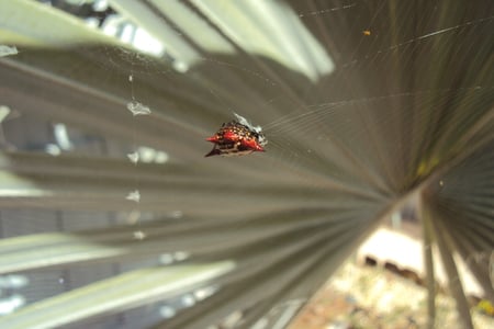 Spidey - awesome, weaving, web, red