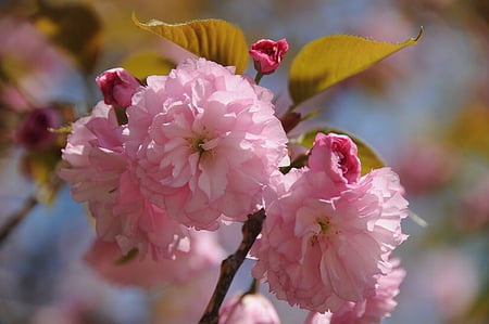 KWANZAN CHERRY BLOSSOM - beautiful, blossom, pink, pretty