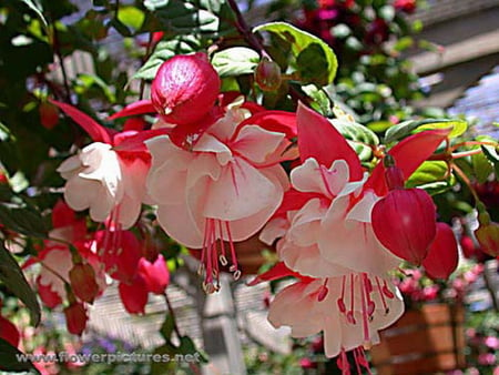 FUCHSIA - plant, flowers, pretty, lovely