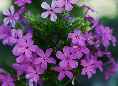 PHLOX - flower, purple, pretty, plant