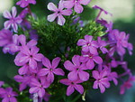 PHLOX