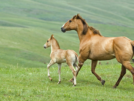 Horses - run, horse, baby, mother, field, grass