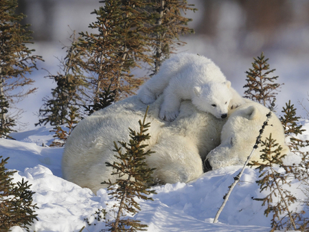 Warm mattress - winter, cub, bear, sleep, polar, pillow, mother, arctic, wildlife