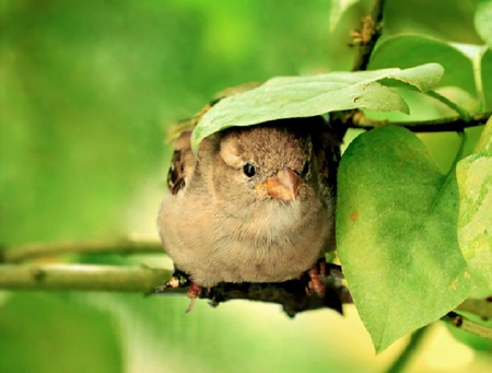 shelter - funny, animals, bird, cute, leaves, green