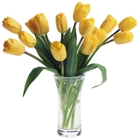 Lovely yellow tulips