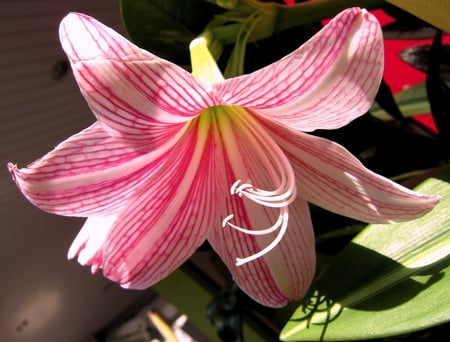 Amaryllis belladonna  - lovely, flower, pretty, brilliant