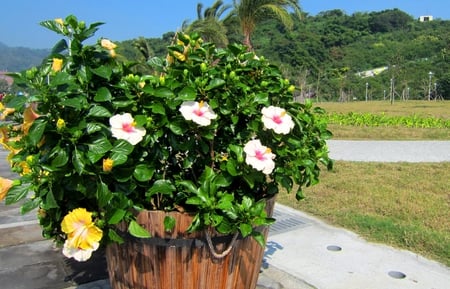 Seaside Park, - seaside, mountain, hibiscus rosa-sinensis, park