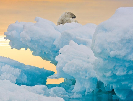 on top - bear, water, polar, snow, nice, wild, animals, waterscape