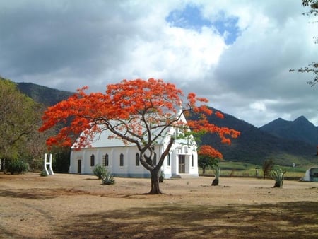 the orange tree with the house - house, mountain at the back, beautiful place, orange tree