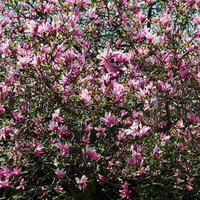 MAGNOLIA