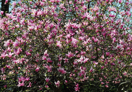 MAGNOLIA - flowers, purple, tree, pretty