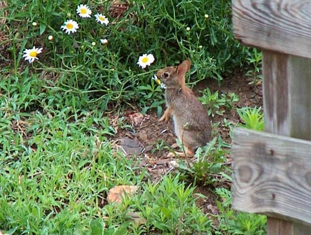 Smell the Flowers Today - rabbit, flower, animal, funny