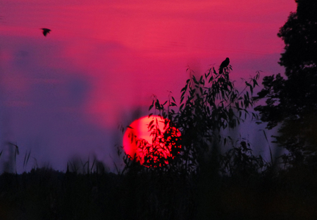 Into the Sunset - skyscape, bird, black, sunset, colors, sun