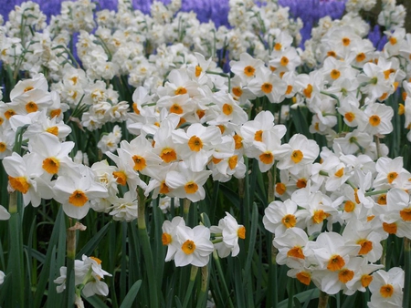 Daffodils. - narcissus, flower, petal, daffodil