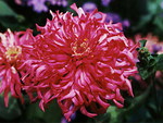 ZINNIA